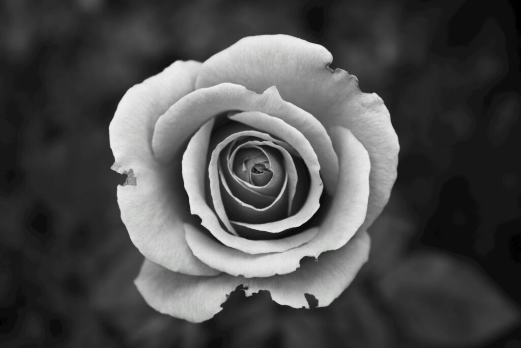 Elegant black and white close-up of a rose, featuring delicate petals and detailed textures.